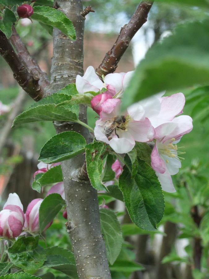 Appartamento Gerberlaube Messkirch Esterno foto